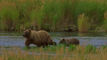 baby follow mother bear across river