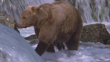 bear climb up waterfall