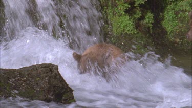 bear baby pouncing on salmon, wading with head under water looking for salmon