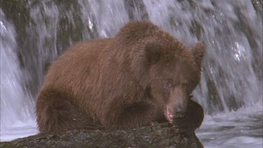 bear rests on rock beside waterfall