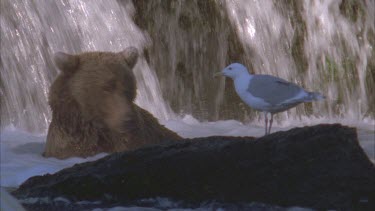 bear and waiting seagull at salmon run rapid