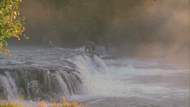bear standing on edge of waterfall looking down at fish, misty