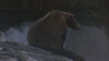 adult bear sitting at the top of falls, early morning, mist rising, sunlight through trees.