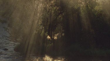 shafts of sunlight through trees on banks of river. Early morning mist rises off the water.