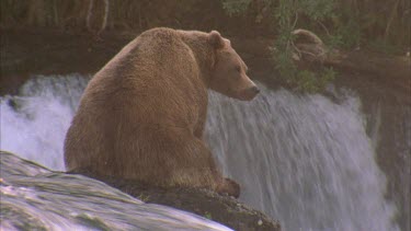 adult bear sitting at the top of falls back to camera, early morning, mist rising.