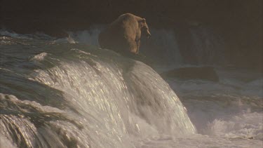 adult bear sitting at the top of falls back to camera, early morning, soft gentle yellow light