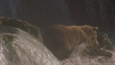 bear at top of falls jumps down after fish and catches it.