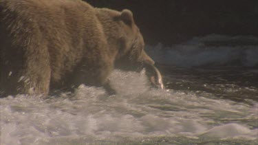 bear at bottom of falls with fish in mouth