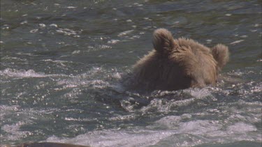 bear baby and mother swimming, fighting in rapids