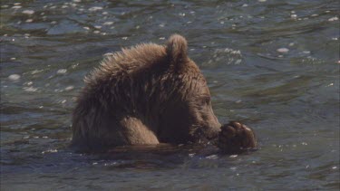 bear baby in water, licking its pa as if taking a bath