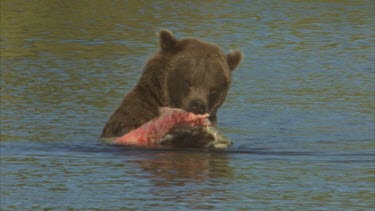 bear eating salmon in water
