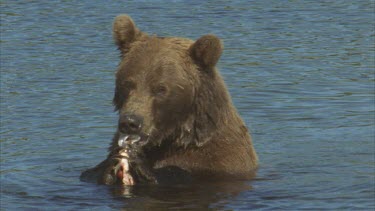 mother eating salmon, bear baby takes salmon from mother and starts to eat