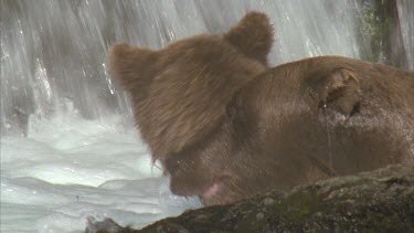 two bear swimming in rapids at the base of waterfall