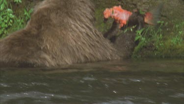 bear eating salmon against river bank