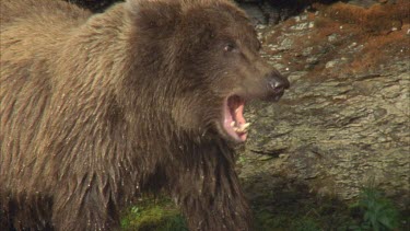 bear baby yawning, showing teeth