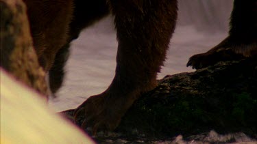 adult bear's feet climbing down rock into water