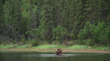 bears mock fighting in water, densely covered fir trees in background