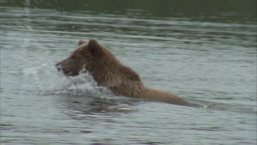 baby jumping through water playfully and putting head under to look for fish