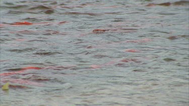 river thick with red, gravid male salmon congregating, ready to spawn.