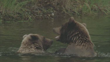 young bears mock fighting in river