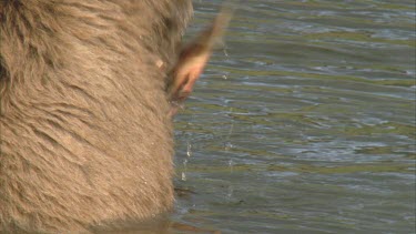 rear shot of bear eating salmon in water.