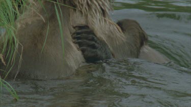 young bears mock fighting in river