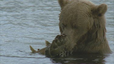 bear eating salmon in water, using and pa view from front on.