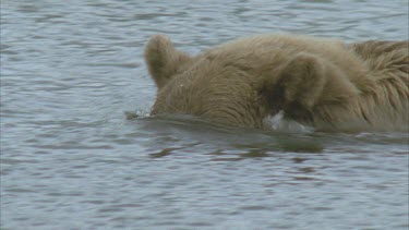 bear catches salmon and brings it to surface