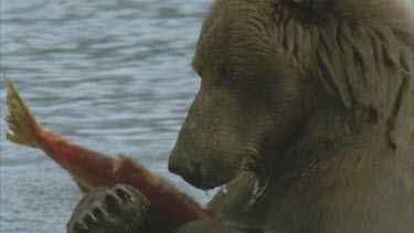 bear eating salmon front view, using and teeth to rip fish, tear off skin and pieces of fish