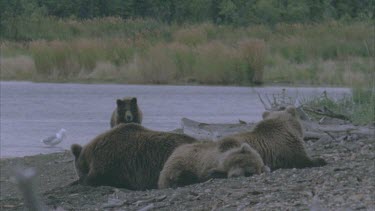 mother and resting on river bank, another bear joins them