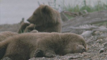 one bear stretched out sleeping, another in background resting