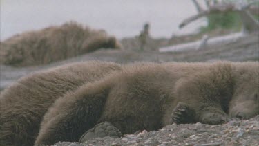 one bear stretched out sleeping