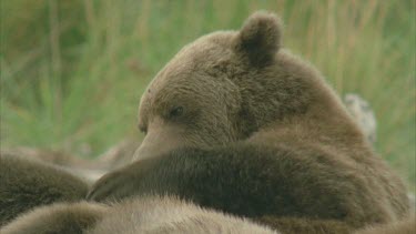 bear resting, scratching gets up