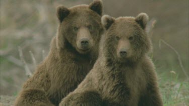two bears sitting portrait