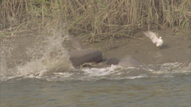 Dolphins throwing themselves on bank to fish. Some gulls grabbing fish as well.