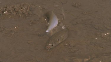 fish dying on river bank