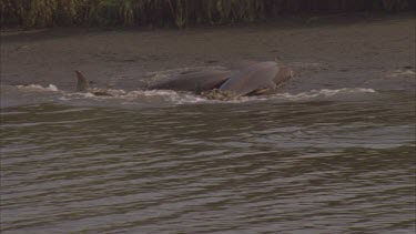 Dolphins throwing themselves on shore. Feeding, returning back to water.