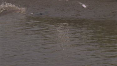 Dolphins throwing themselves on shore. Feeding, returning back to water.