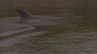 dolphin swimming in wide river estuary in the shallow, herding fish onto the bank.