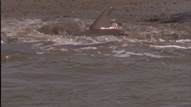 Dolphin pod leaving bank after and feeding on fish. on fin as dolphin swim away.