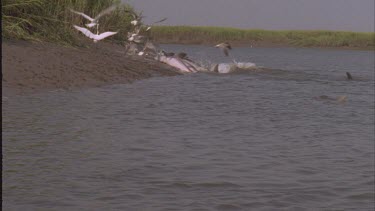 Dolphin pod throwing themselves at the shore to feed on fish. Topside