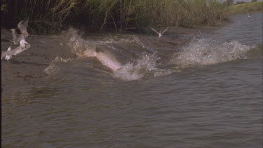 Dolphin pod throwing themselves at the shore to feed on fish. Topside