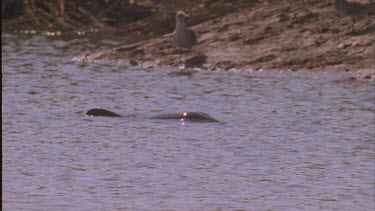 Dolphin swimming close to shore to herd fish and trap them on the bank. Birds waiting on shore for fish.
