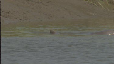 Dolphin pod herding fish onto bank and throwing themselves onto bank to feed on trapped fish.