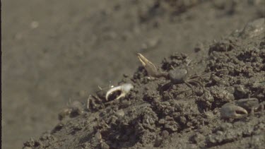 fiddler crab waving claw