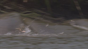 dolphins landing on river bank. Lots of splashing.