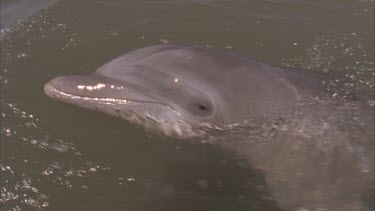 dolphin face eye beak . Dolphin peering curiously out of water.