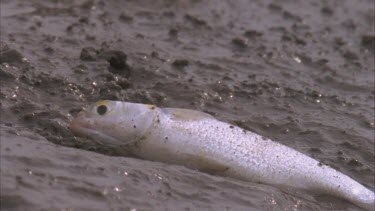 fish dying on river bank