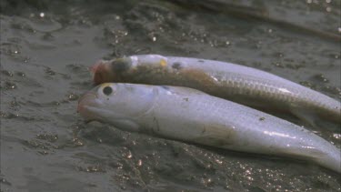 fish dying on river bank, splashed with water