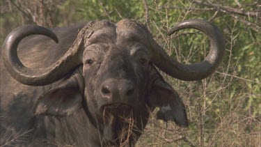 Buffalo head looking towards camera and then looking away.